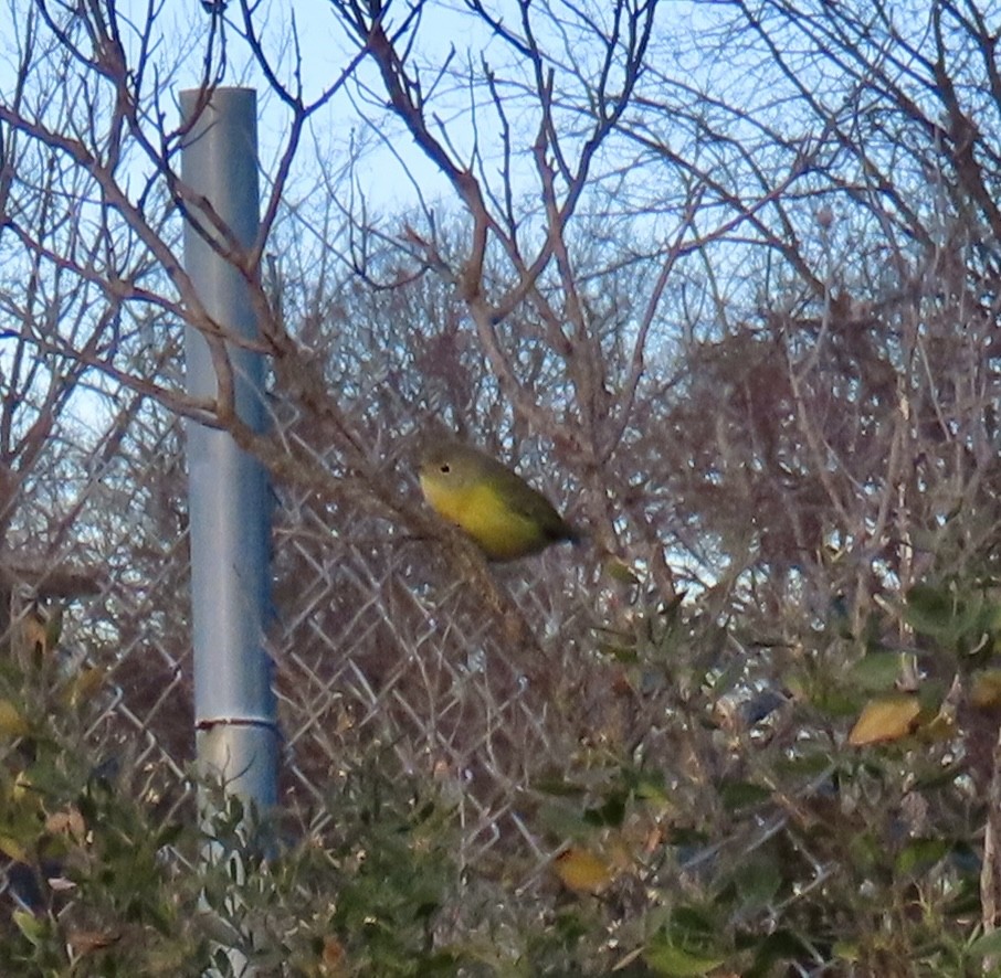 ズアカアメリカムシクイ - ML646401205