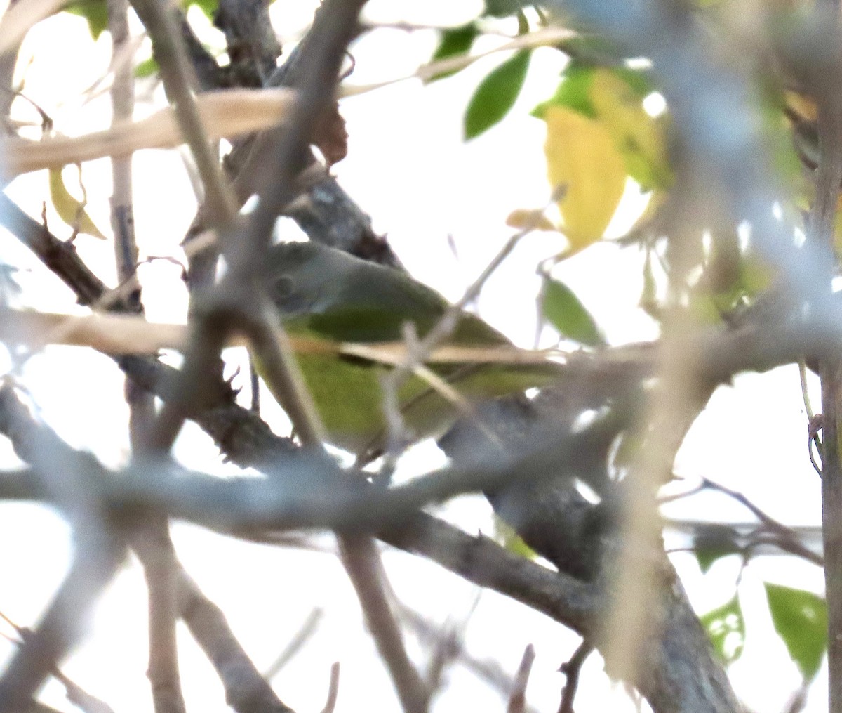 ズアカアメリカムシクイ - ML646401206