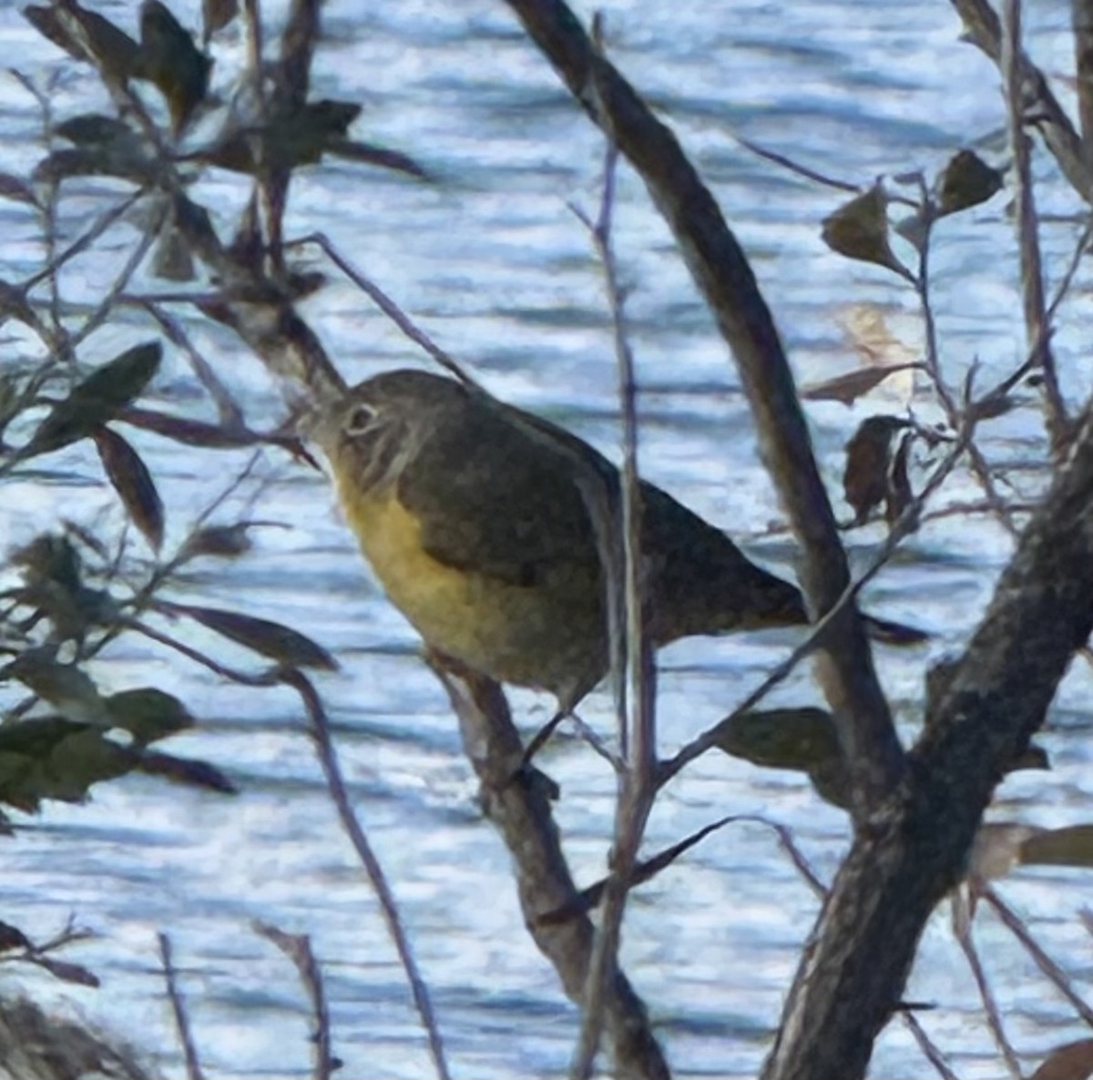 ズアカアメリカムシクイ - ML646401207