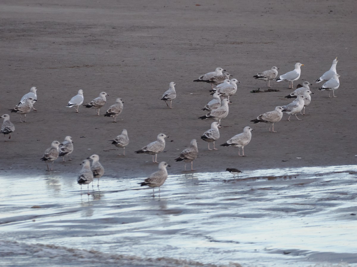 European Herring Gull - ML646401211