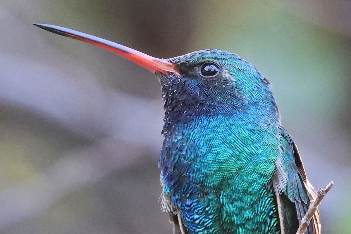 Broad-billed Hummingbird - ML646401214