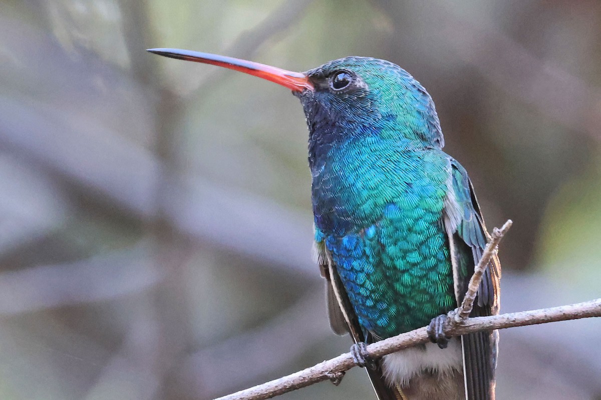 Broad-billed Hummingbird - ML646401215
