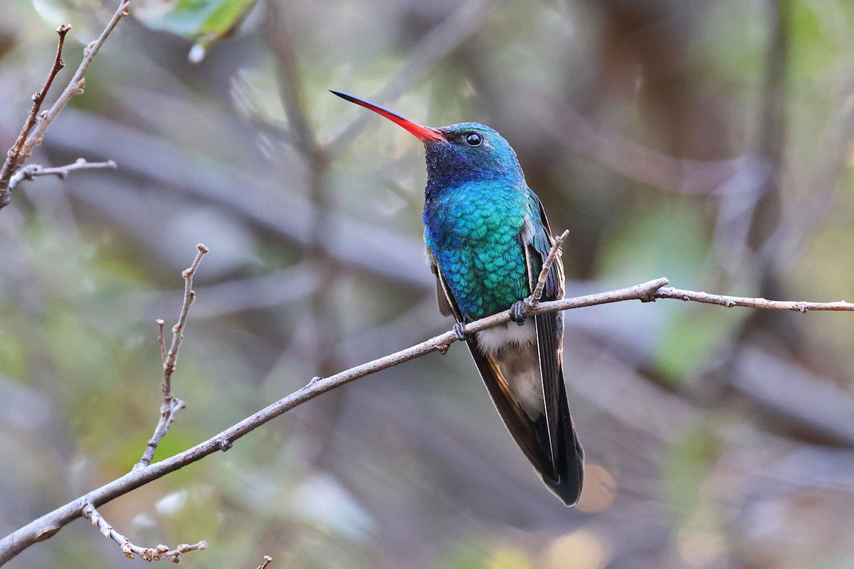 Broad-billed Hummingbird - ML646401216