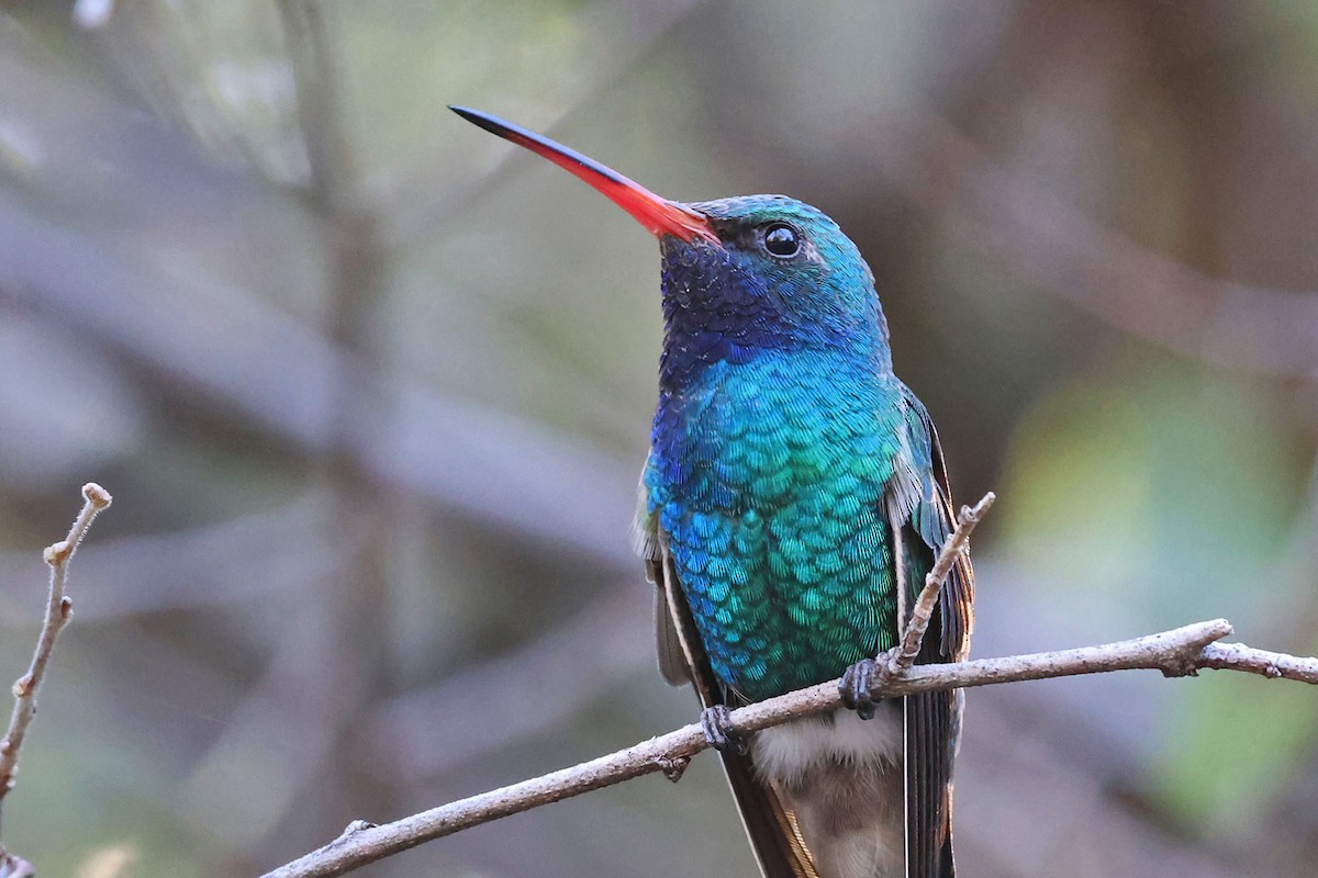 Broad-billed Hummingbird - ML646401217