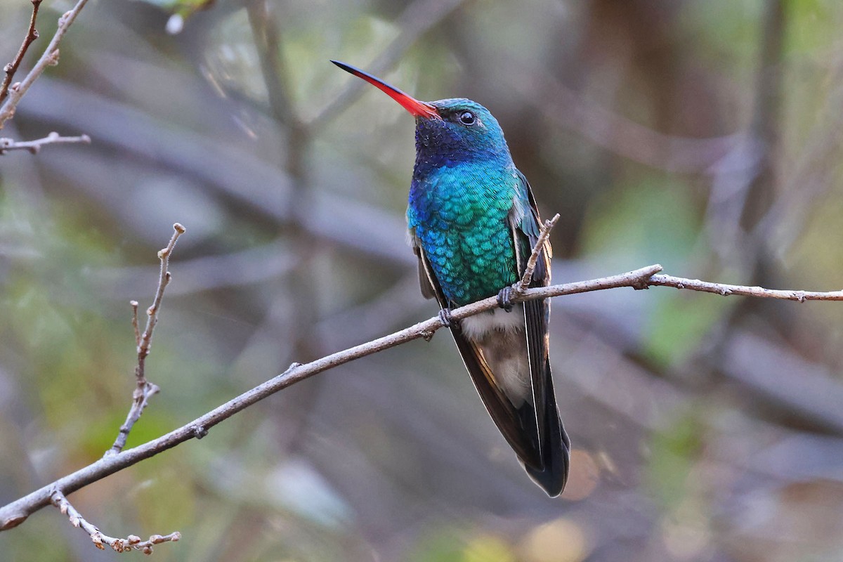 Broad-billed Hummingbird - ML646401218