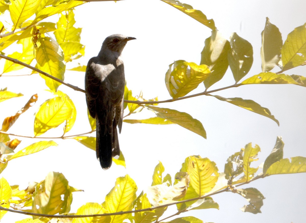 Plaintive Cuckoo - ML646401225