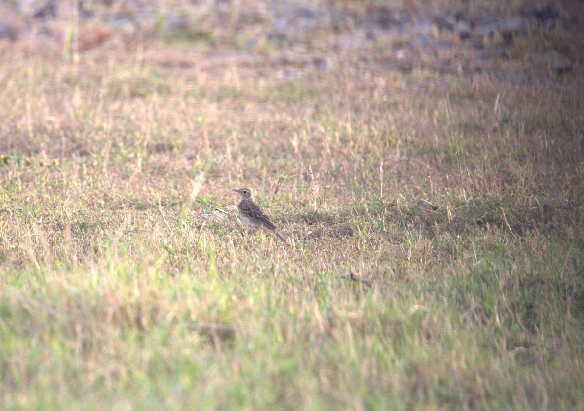 Степной конёк - ML646401226