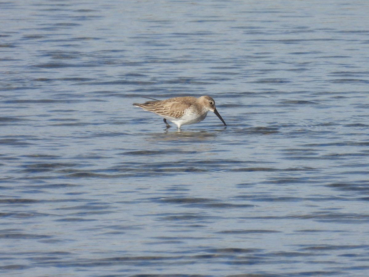 黑腹濱鷸 - ML646401227