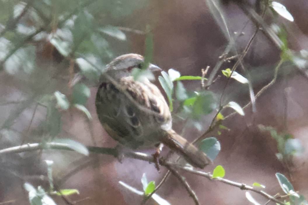 Song Sparrow - ML646401231