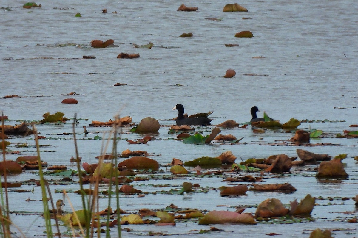 Eurasian Coot - ML646401233