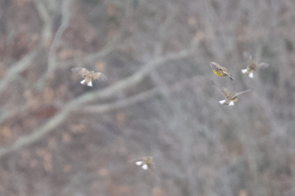 Eastern Meadowlark - ML646401235