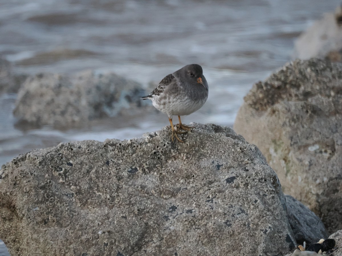Purple Sandpiper - ML646401238
