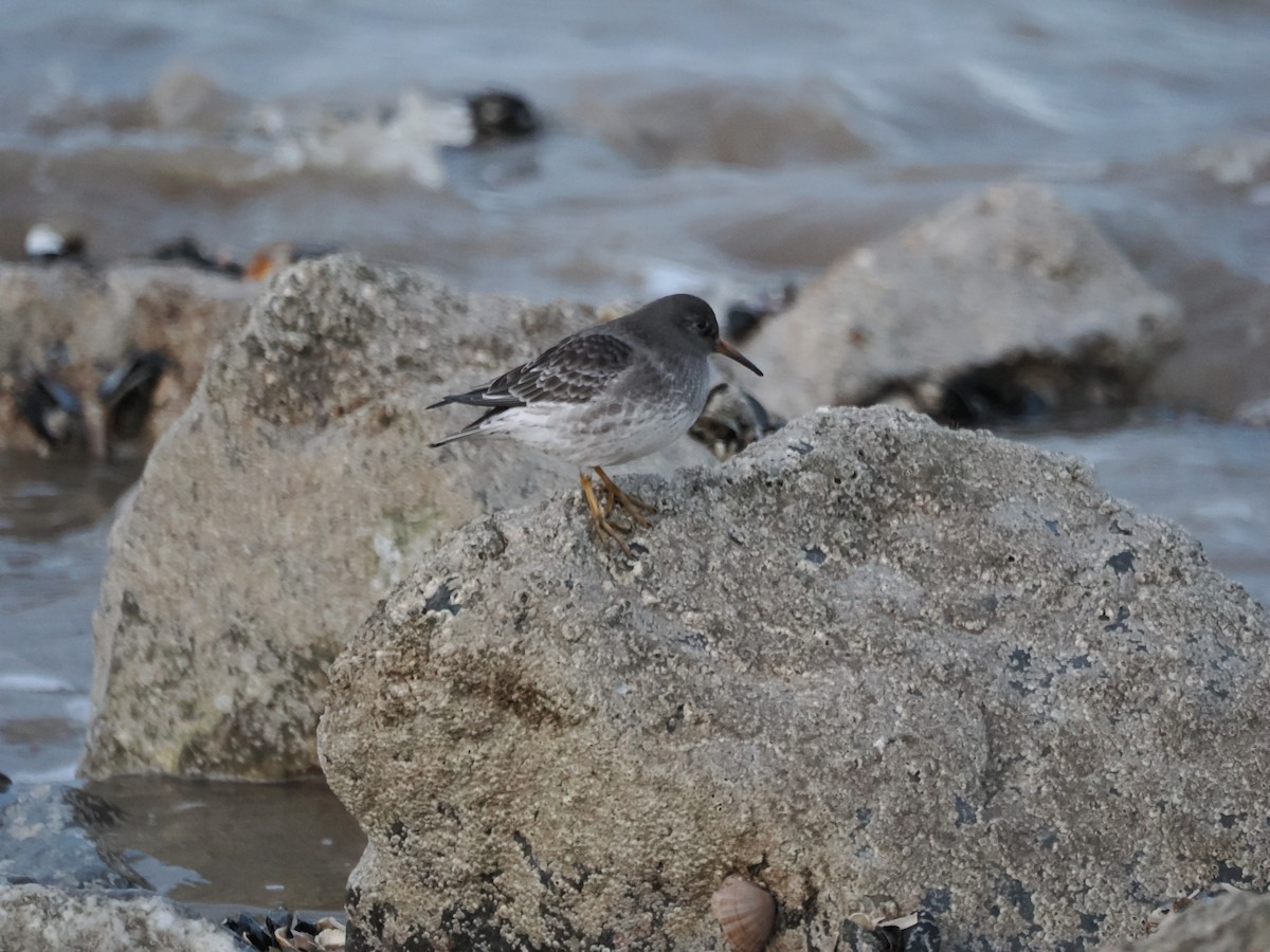 Purple Sandpiper - ML646401239