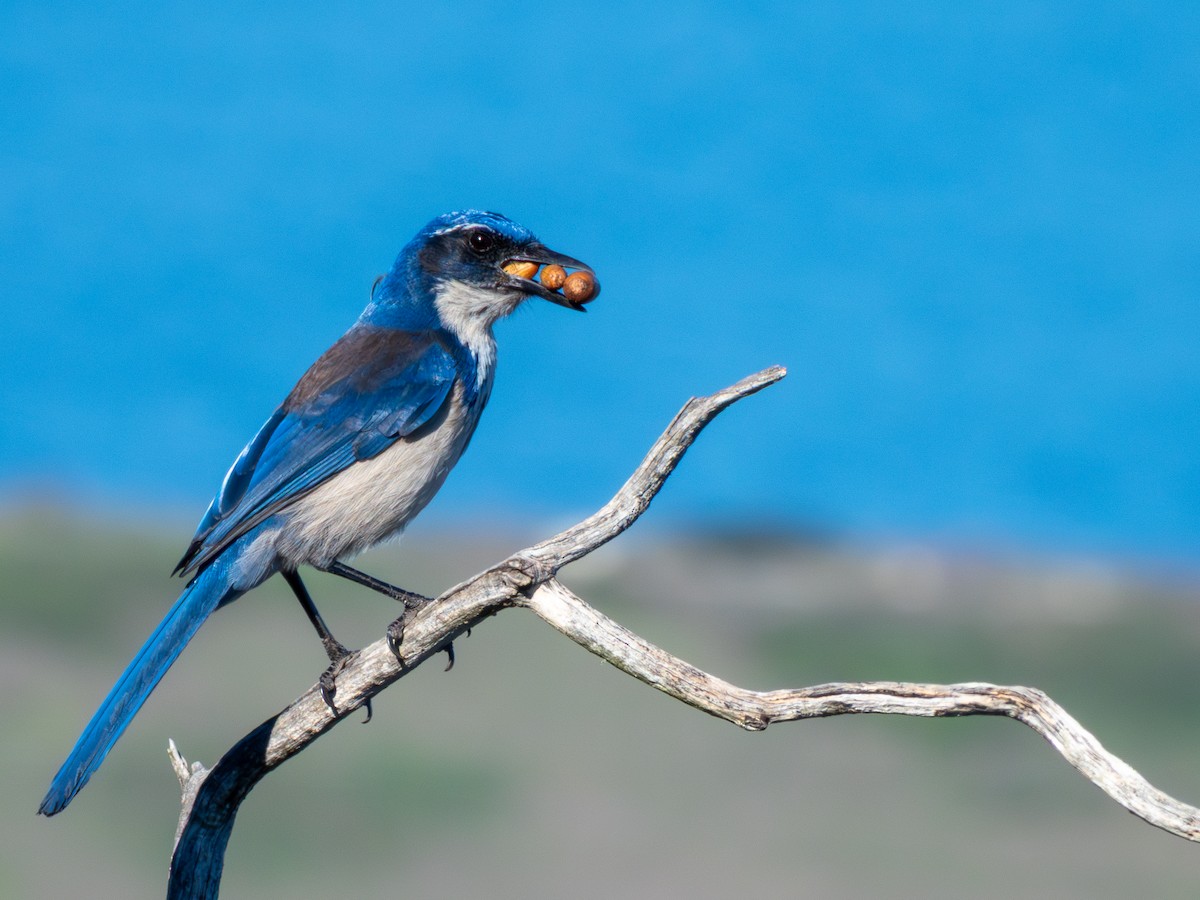 Island Scrub-Jay - ML646401241