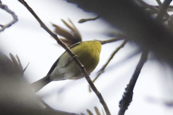 Pine Warbler - ML646401242