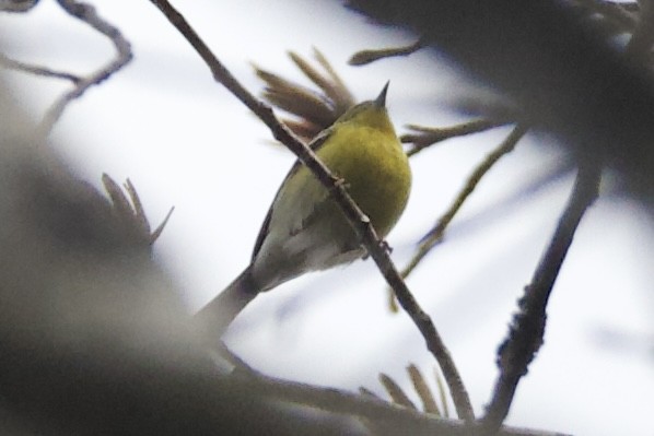 Pine Warbler - ML646401243