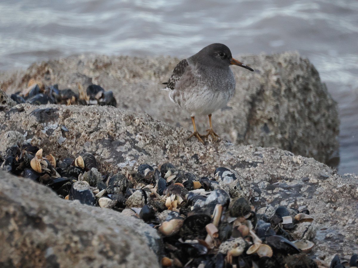 Purple Sandpiper - ML646401244