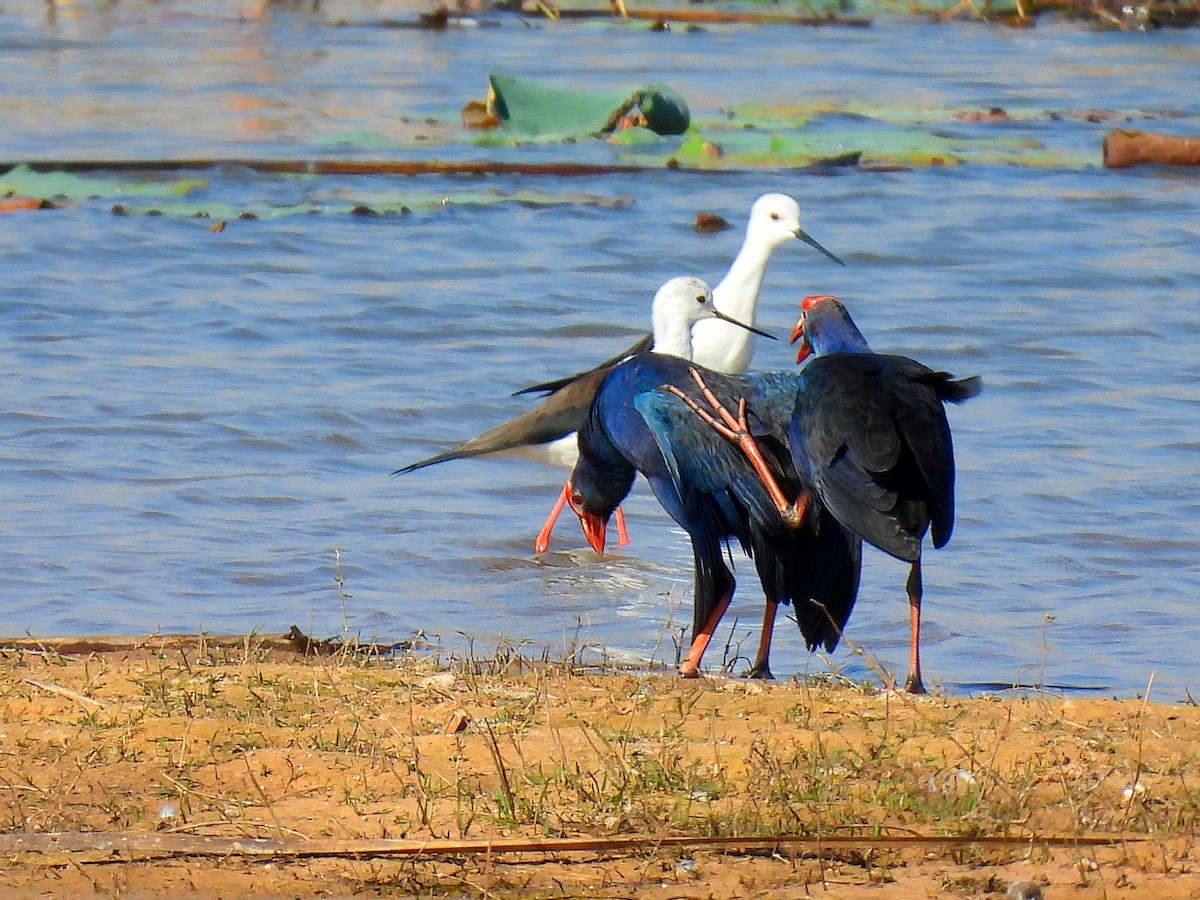 Uroilo urdin burugrisa - ML646401248