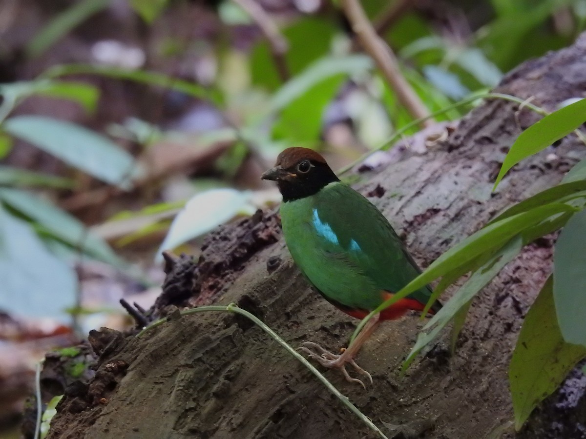Western Hooded Pitta - ML646401249
