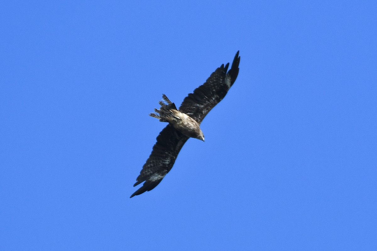 Black Kite (Black-eared) - ML646401253