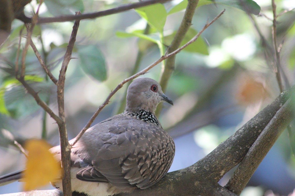 Spotted Dove - ML646401256