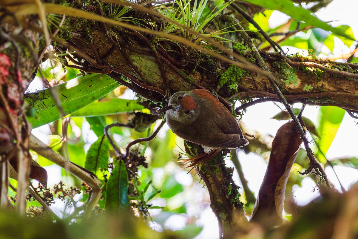 Ash-browed Spinetail - ML646401257