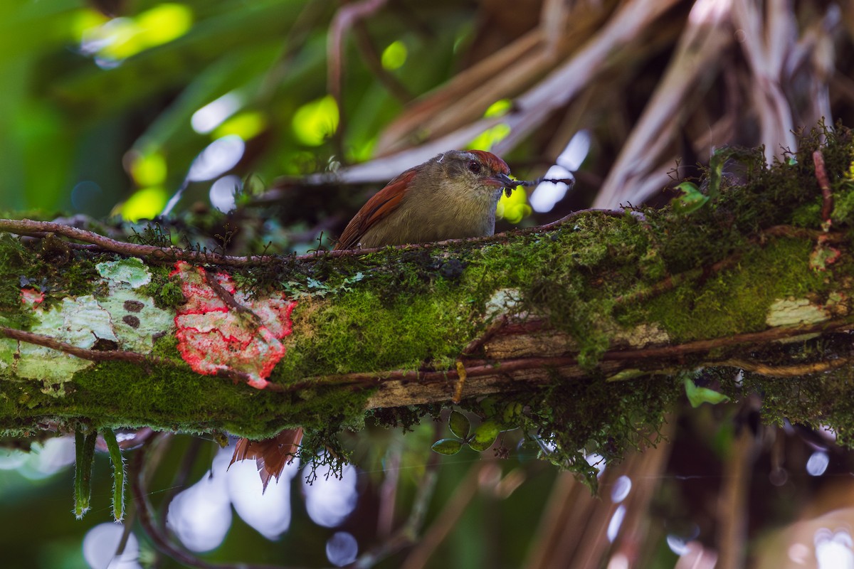 Ash-browed Spinetail - ML646401258