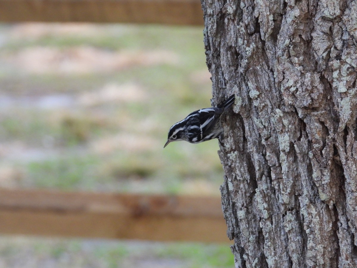 Reinita Trepadora - ML646401259