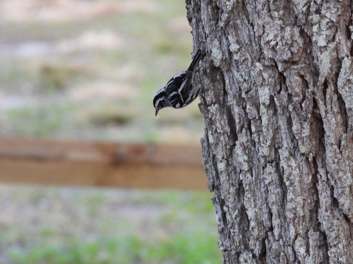 Reinita Trepadora - ML646401260