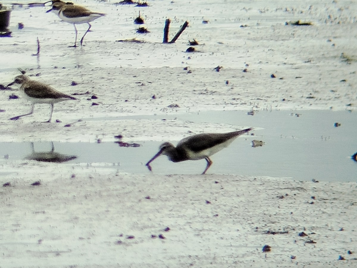 Gray-tailed Tattler - ML646401261