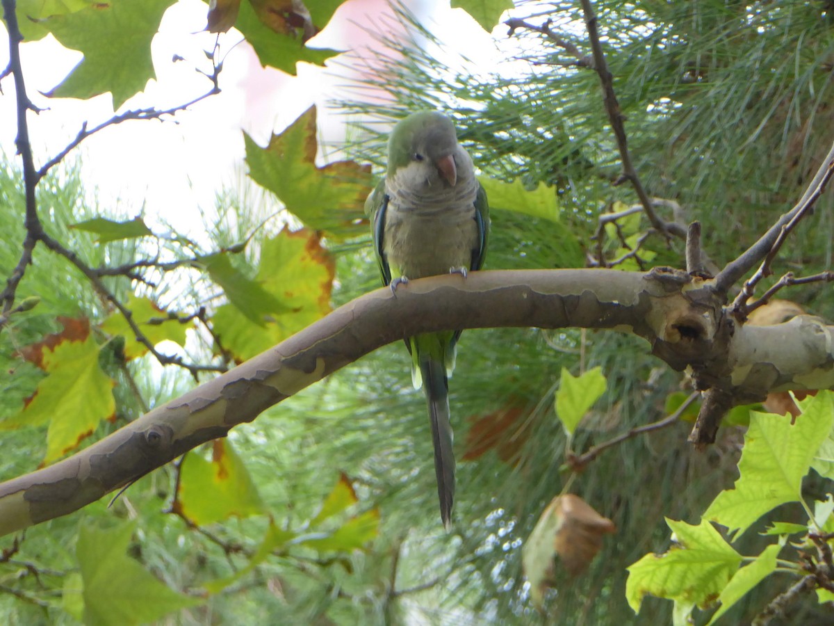 和尚鸚鵡 - ML646401262