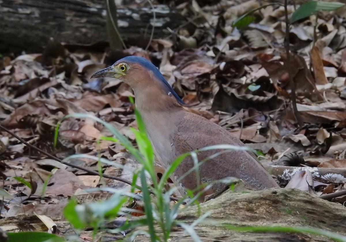 Malayan Night Heron - ML646401265