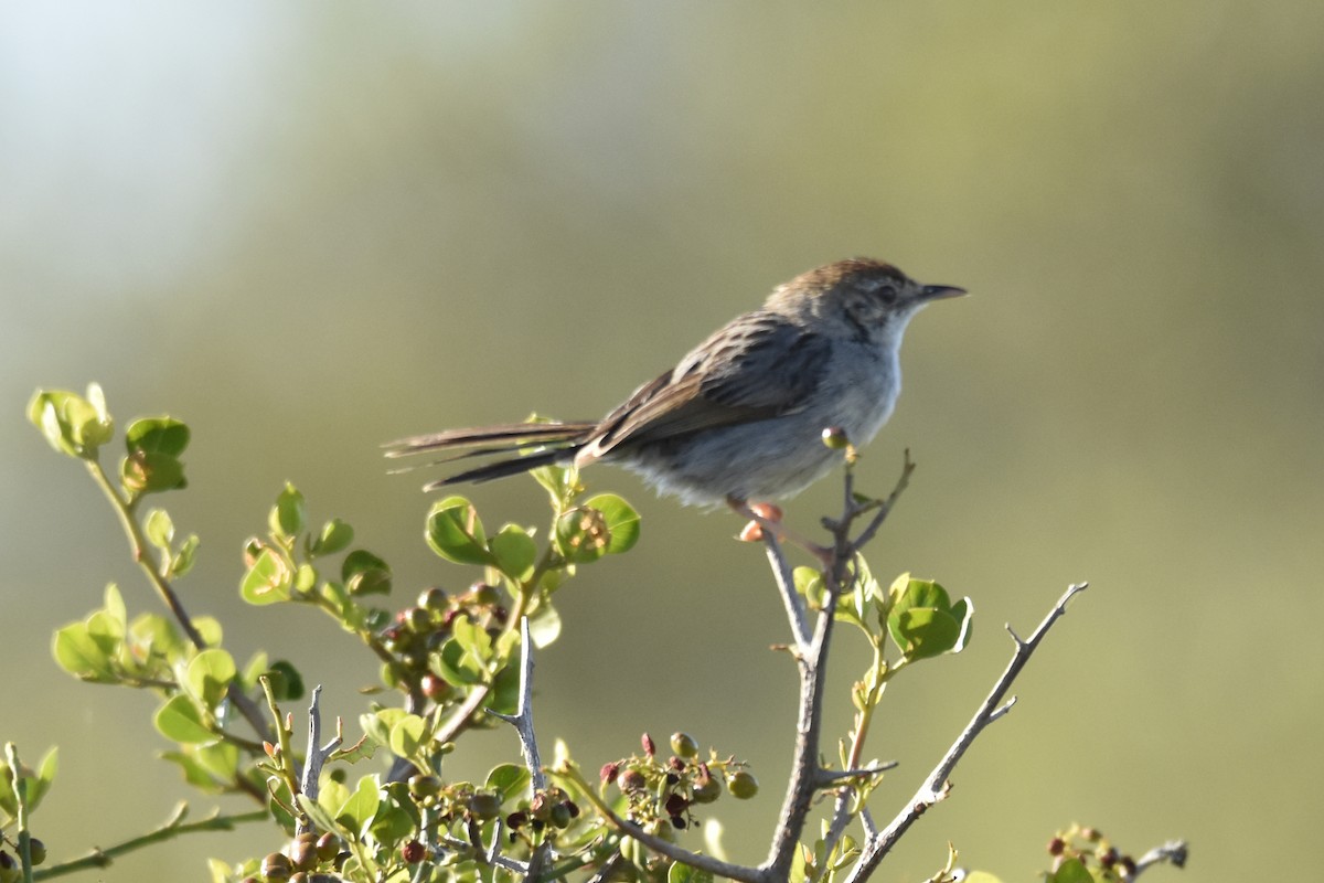 Gray-backed Cisticola - ML646401266