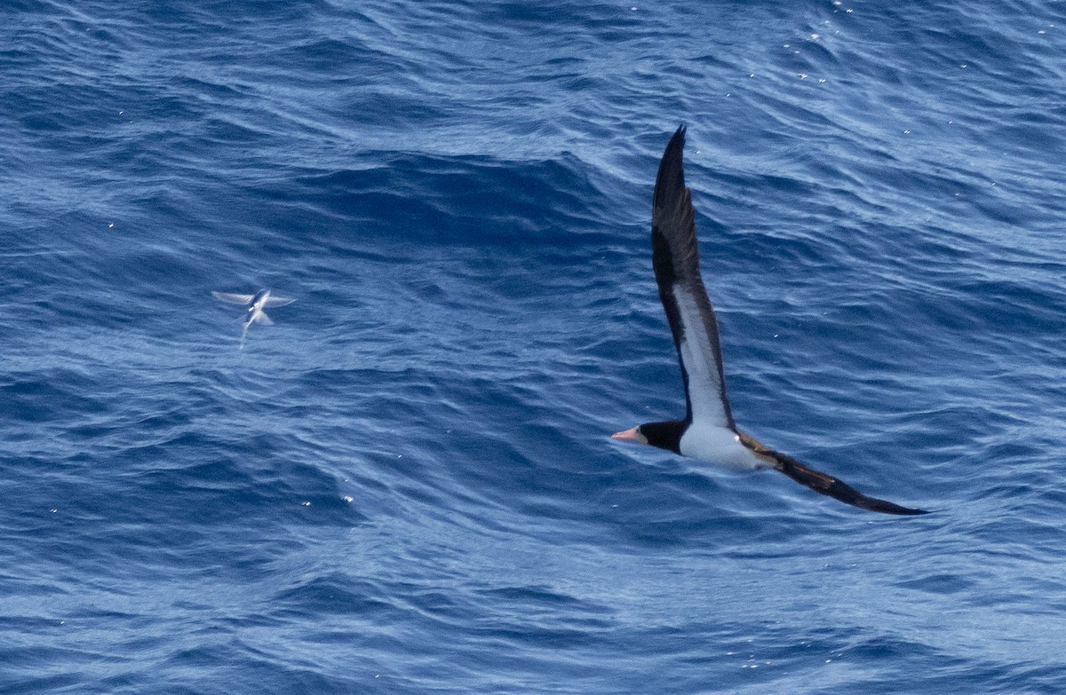 白腹鰹鳥 - ML646401268