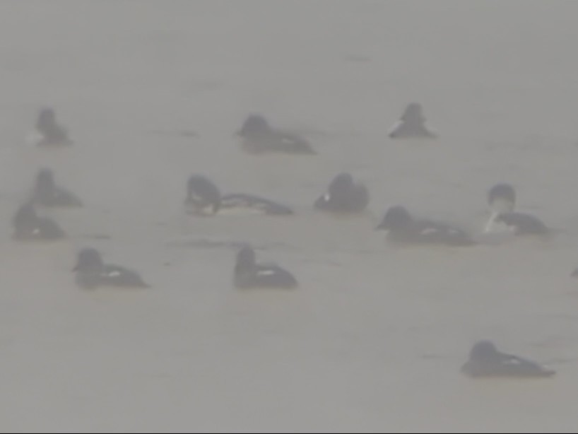 Barrow's Goldeneye - ML646401270