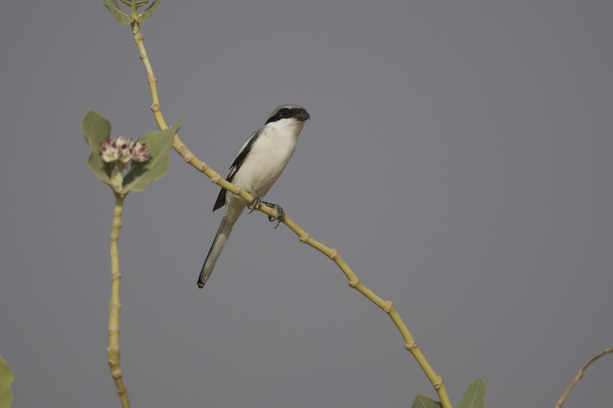 Great Gray Shrike - ML646401273