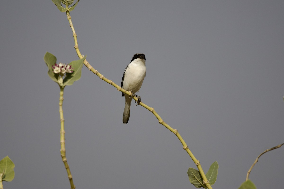 Great Gray Shrike - ML646401274