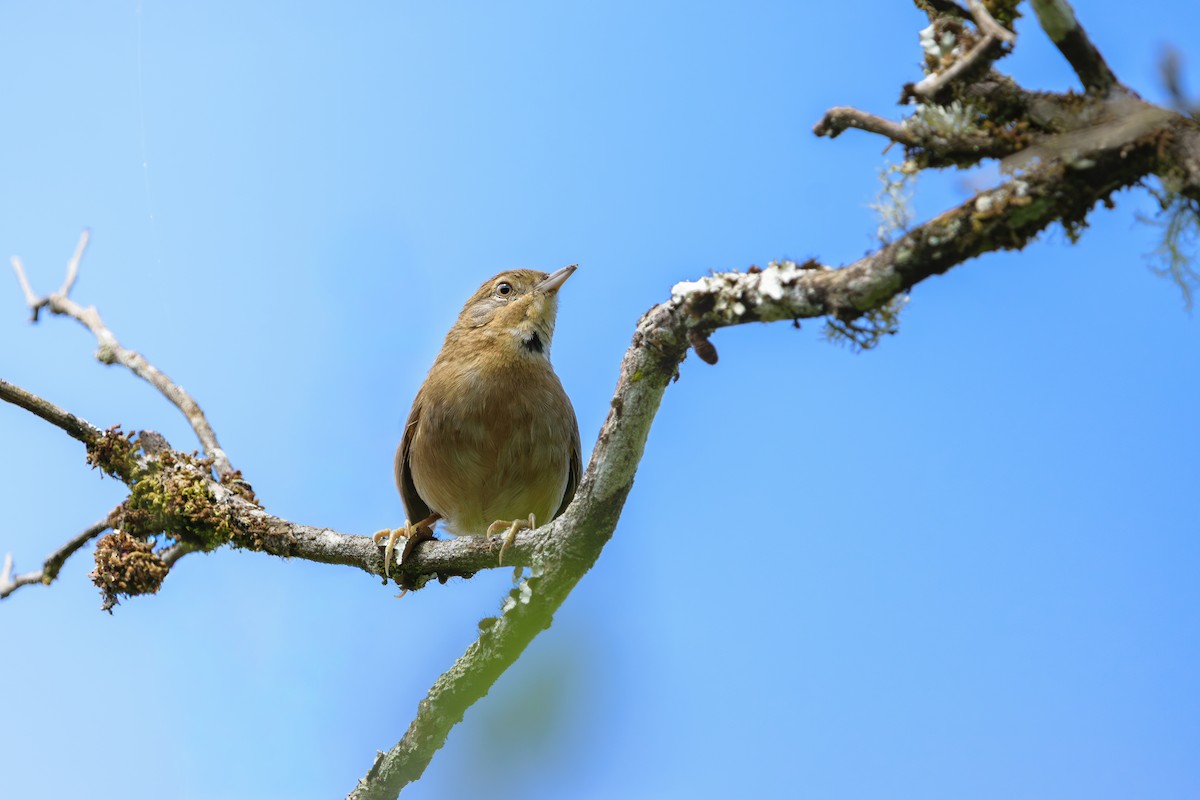 Pale-breasted Spinetail - ML646401276