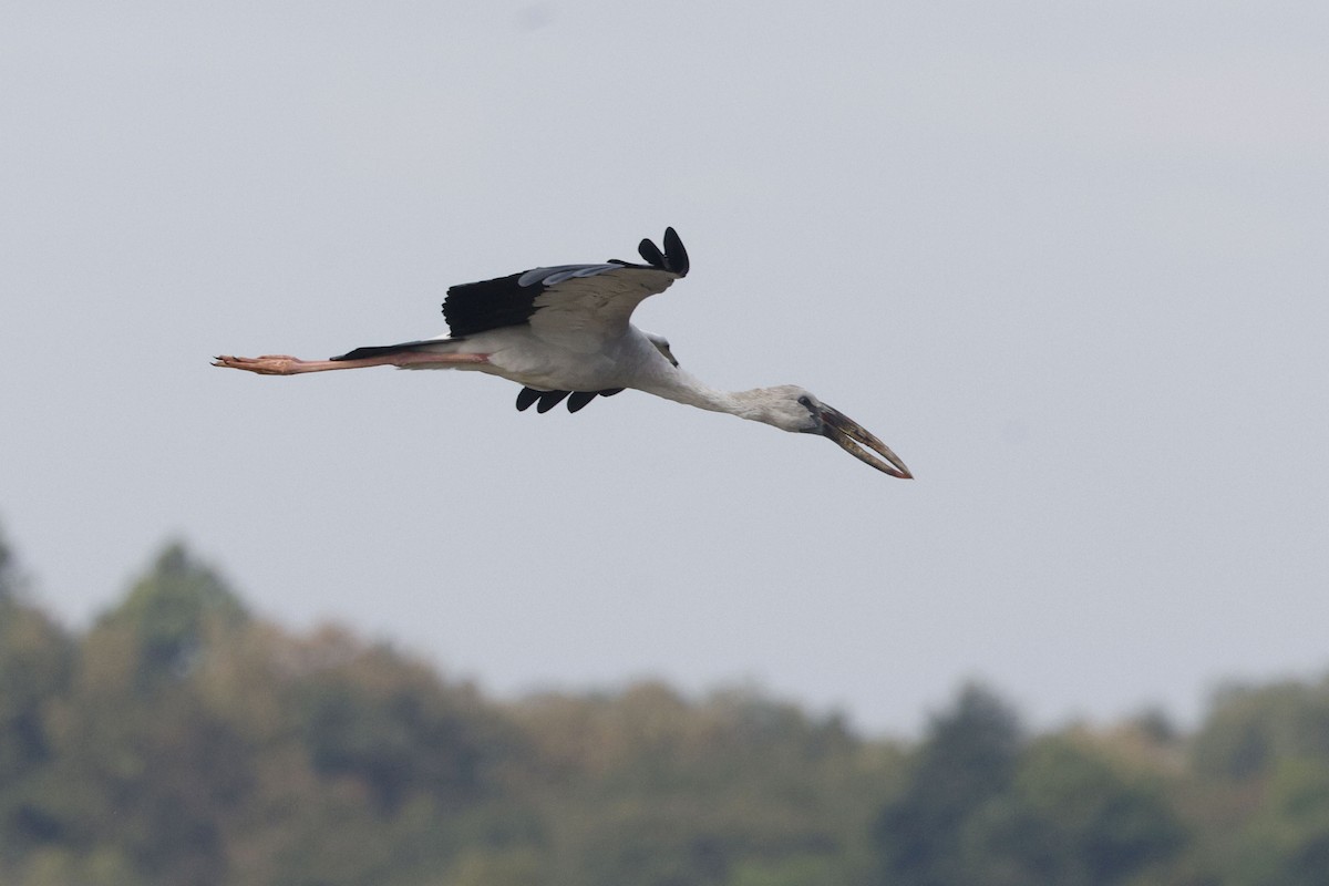 Asian Openbill - ML646401279