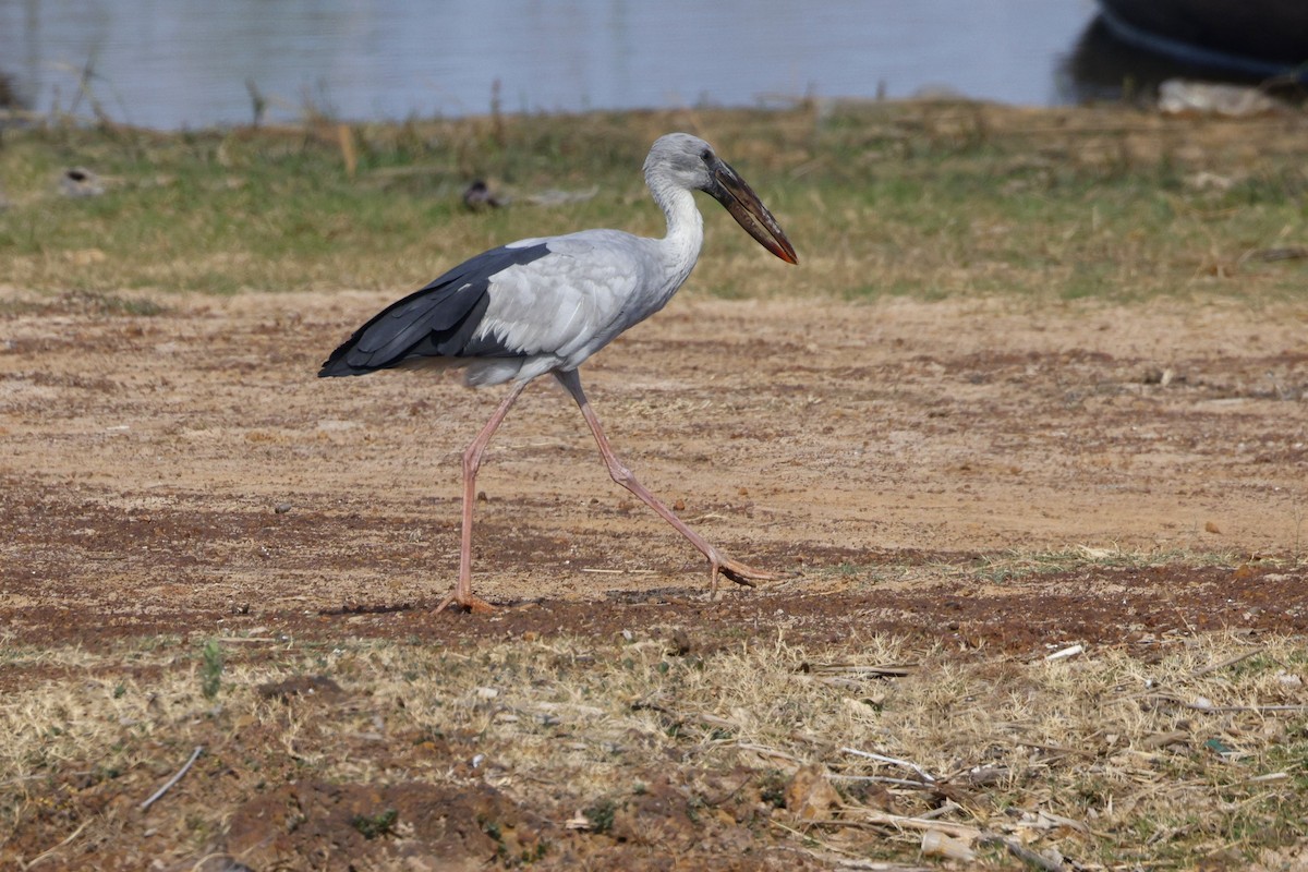 Asian Openbill - ML646401280