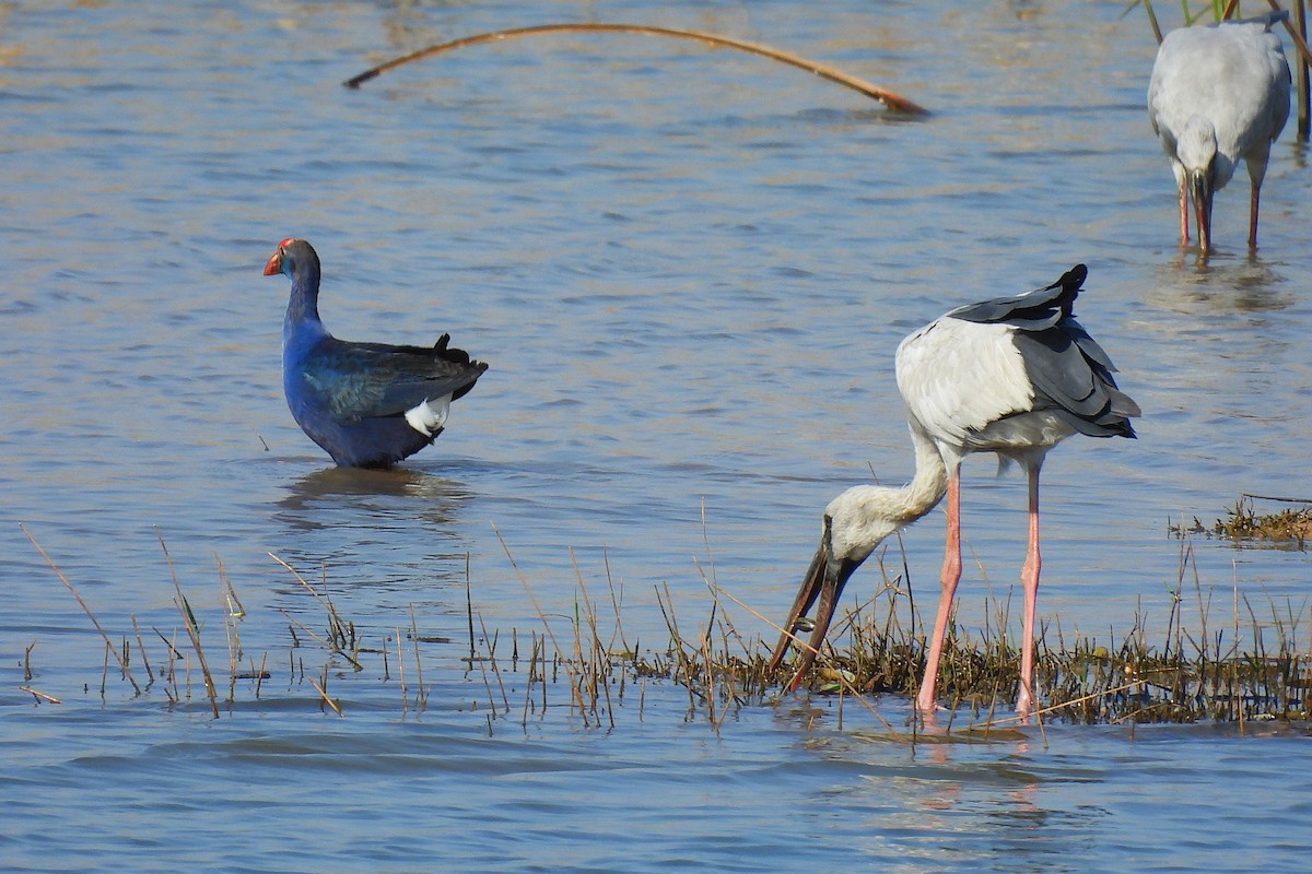 Asian Openbill - ML646401281