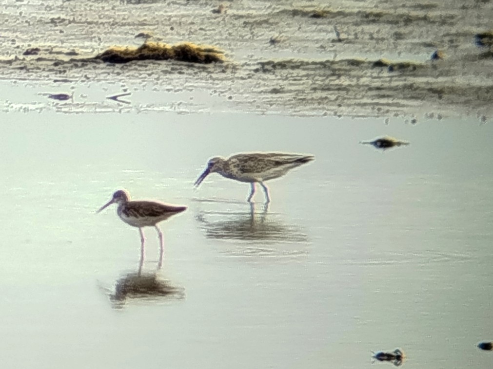 Common Redshank - ML646401282