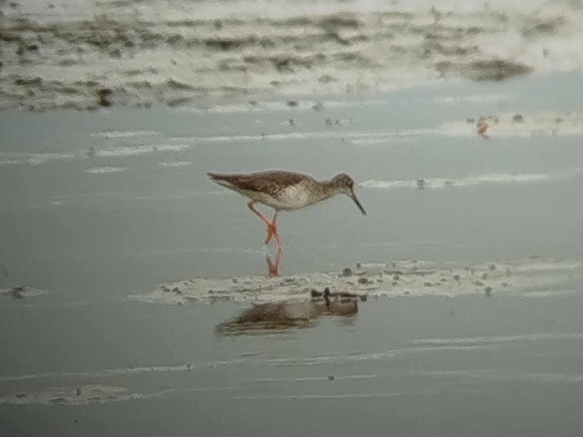 Common Redshank - ML646401283