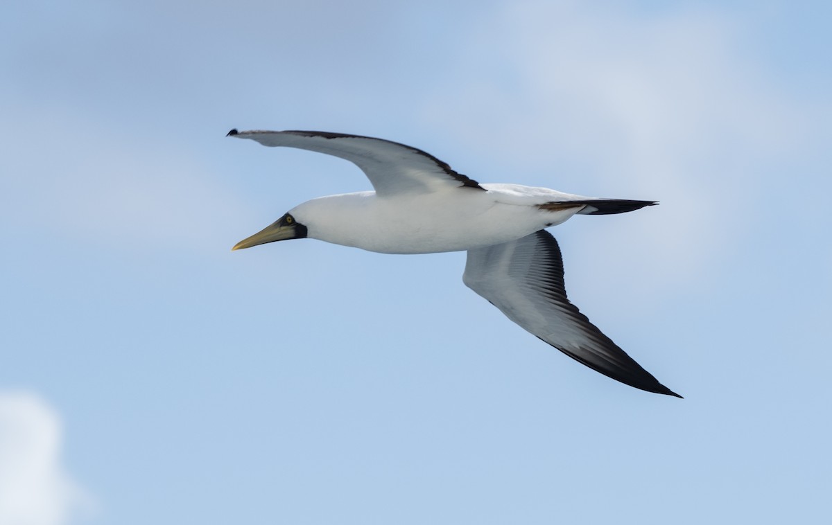 藍臉鰹鳥 - ML646401287