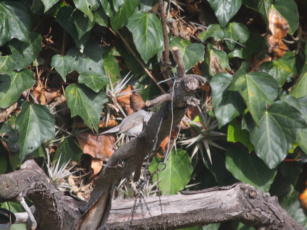 Eurasian Blackcap - ML646401288