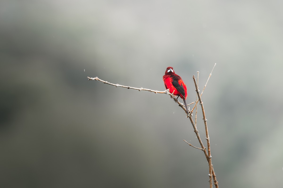 Crimson-backed Tanager - ML646401289