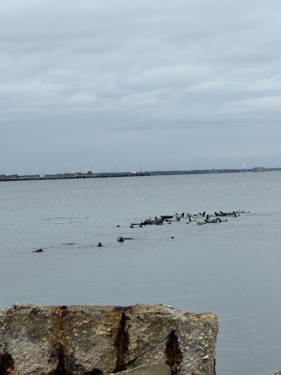 Animals - ML646401290