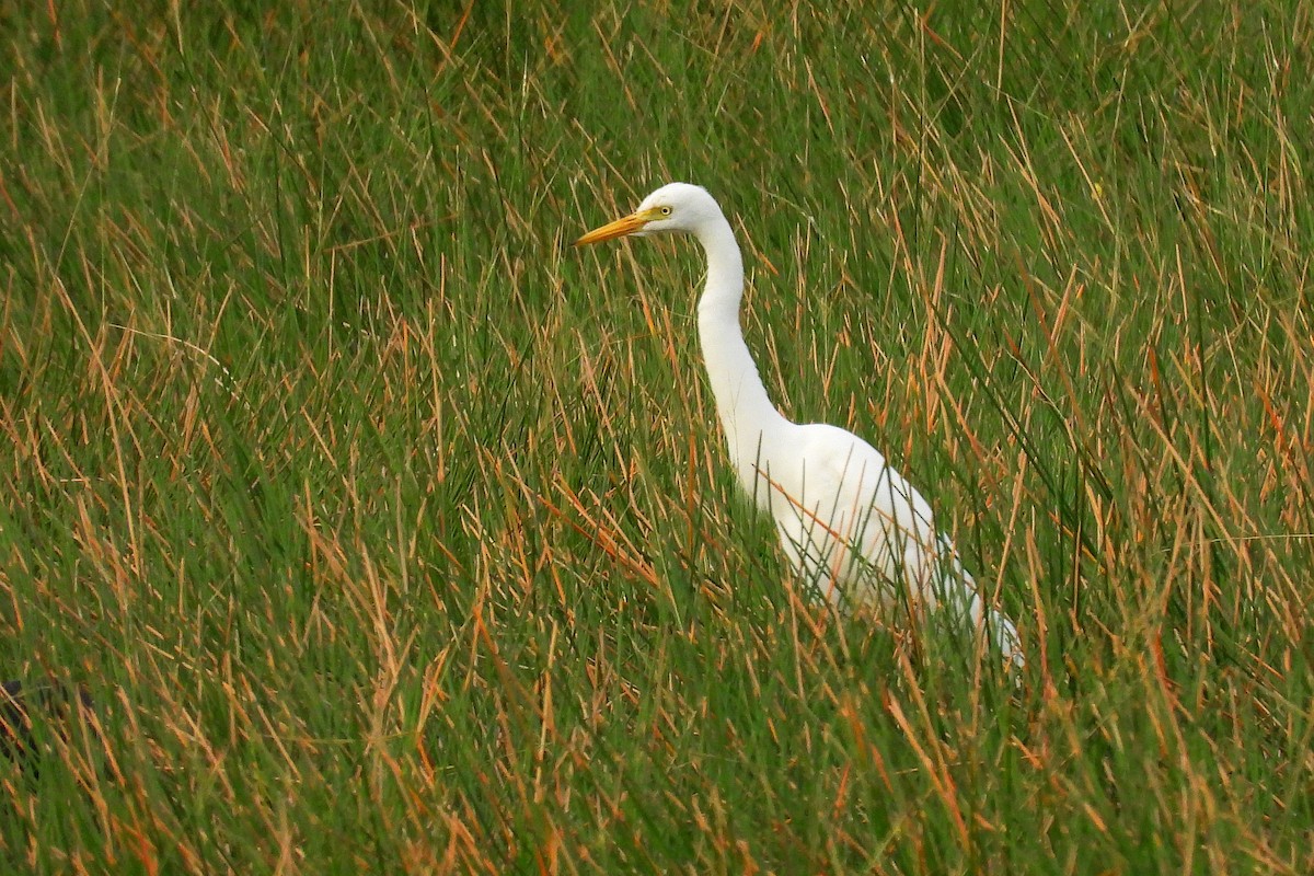 Medium Egret - ML646401291