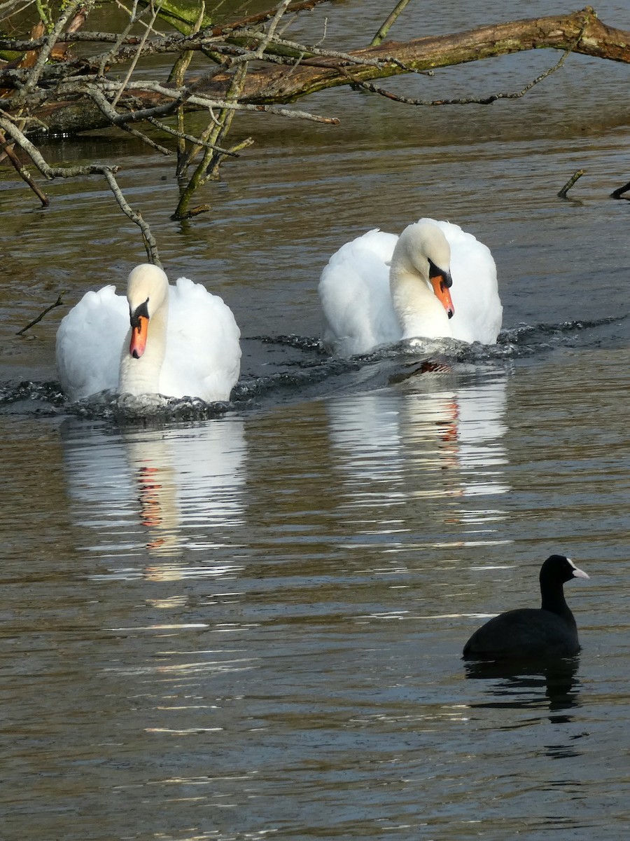 labuť velká - ML646401293