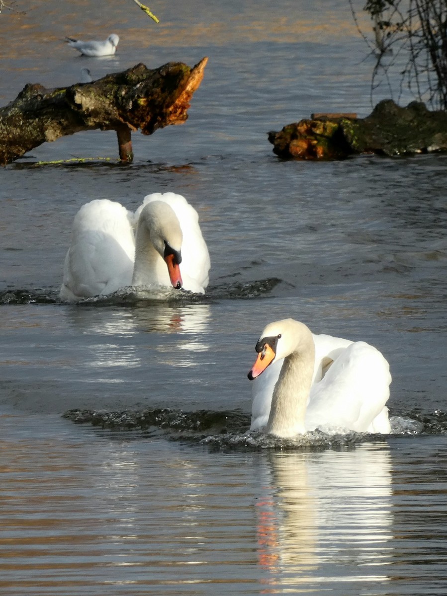 labuť velká - ML646401294